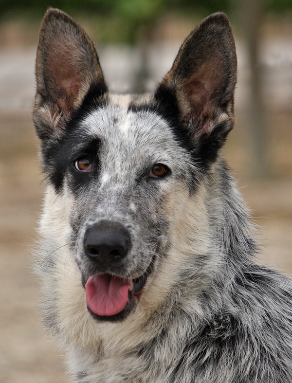 Westside German Shepherd Rescue of Los Angeles